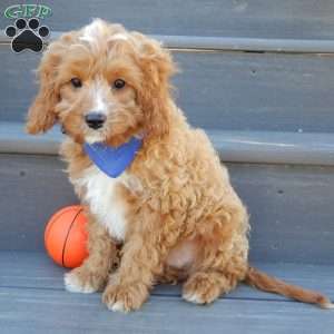 Thomas, Cavapoo Puppy